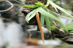 Oberonia chandrasekharanii